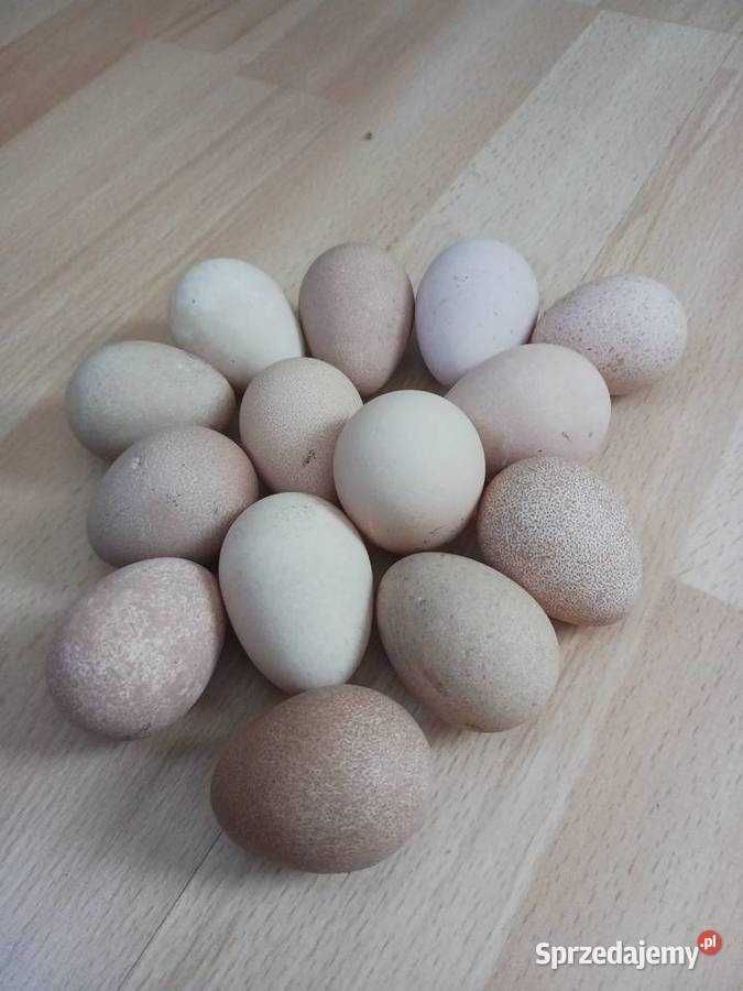 Jaja perlicze lęgowe lub konsumpcyjne