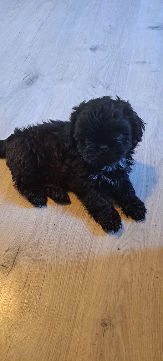 Śliczny piesek shih tzu miniaturka