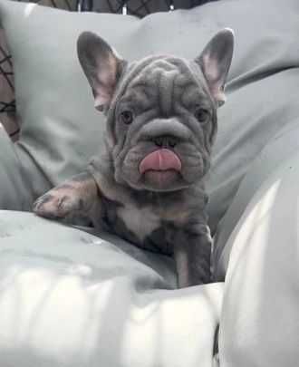 Щенки французского бульдога биг роп! Big rope