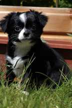 Chihuahua sunia długowłosa