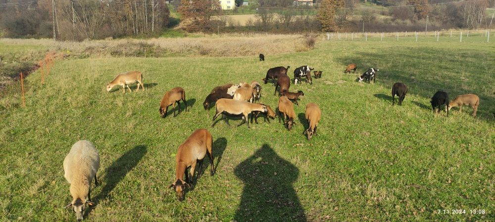 Sprzedam owce kameruńskie i kozy