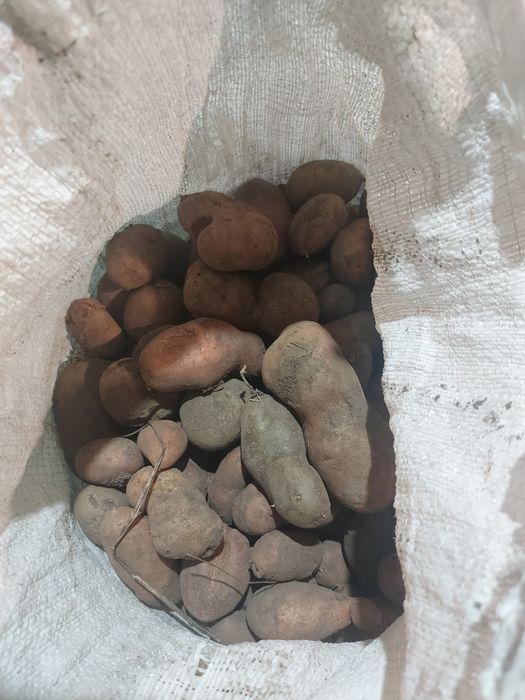 Картопля дрібна.