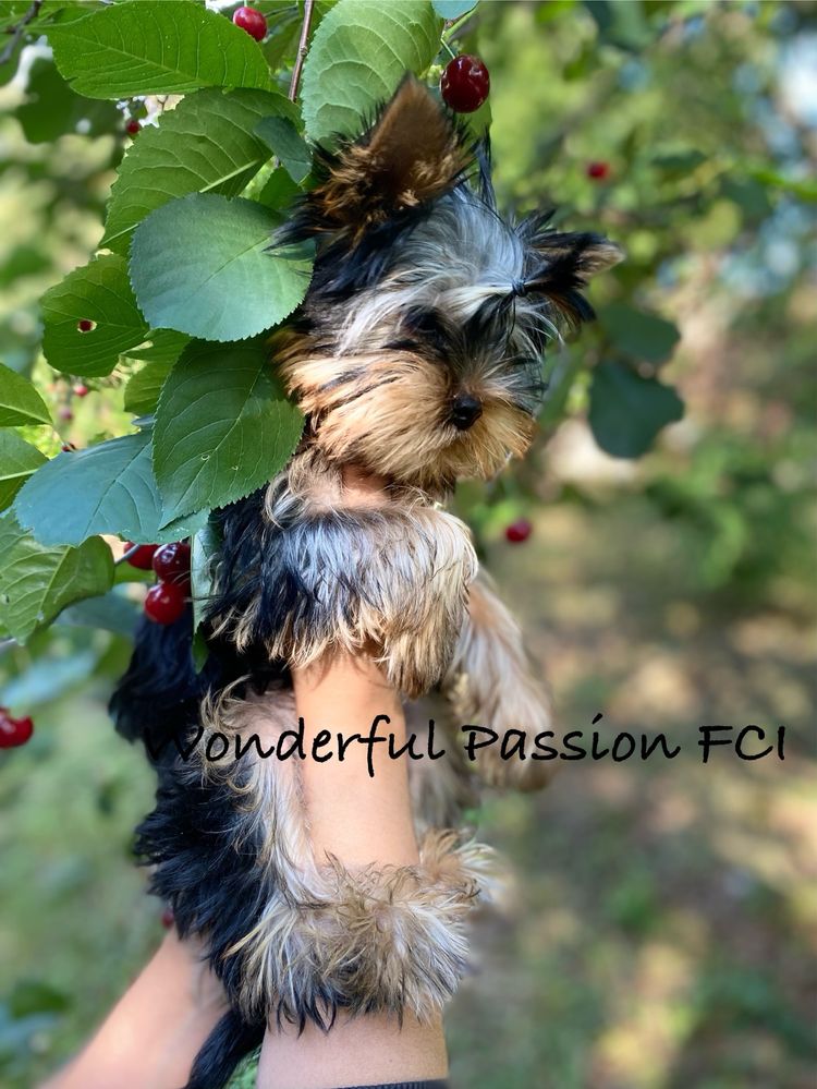York Yorkshire terrier FCI ZKwP