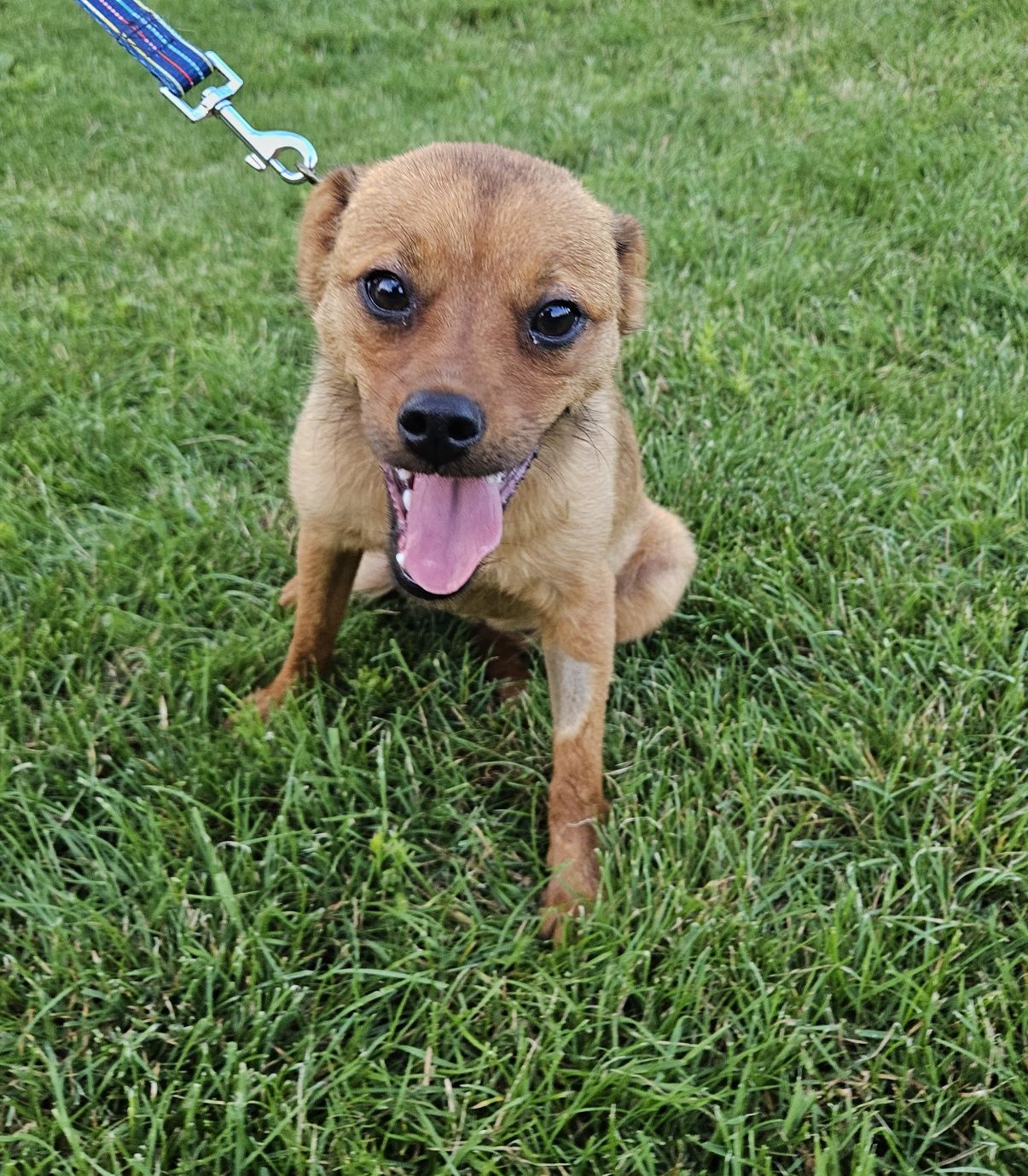 Giulia, cudowna młoda suczka do adopcji, pies, suka, adoptuj
