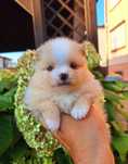 Pomeranian szpic miniaturowy suczka Ariana