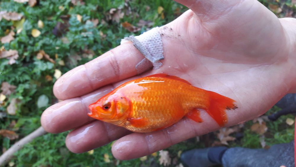 Karaś kolor,karp koi,orfa,karp,amur,tołpyga,wzdręga,jesitr,jaź,węgorz