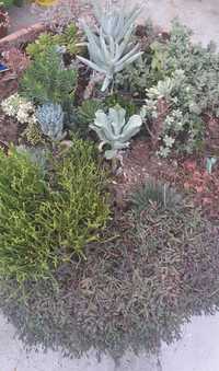 Plantas em floreira e mudas