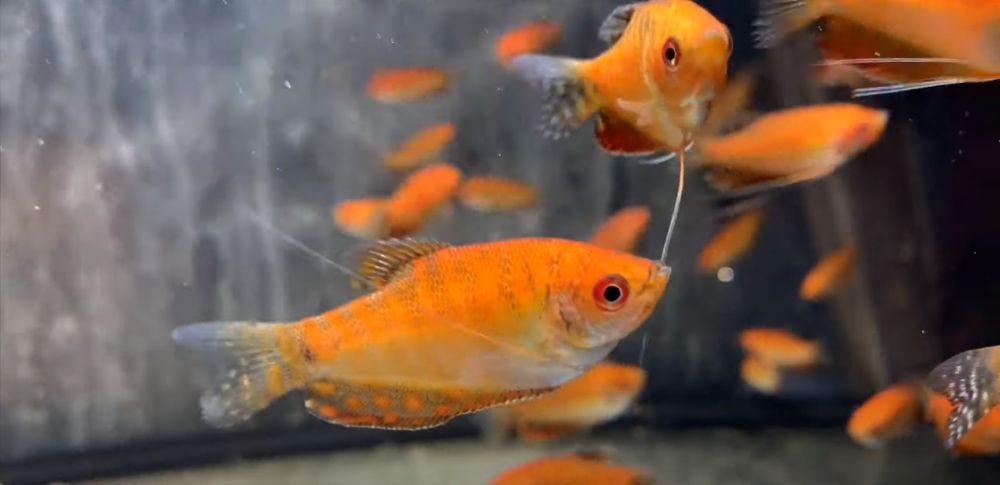 Gourami Dourado, Pérola, Azul 4-5cm