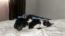 Dou duas gatinhas