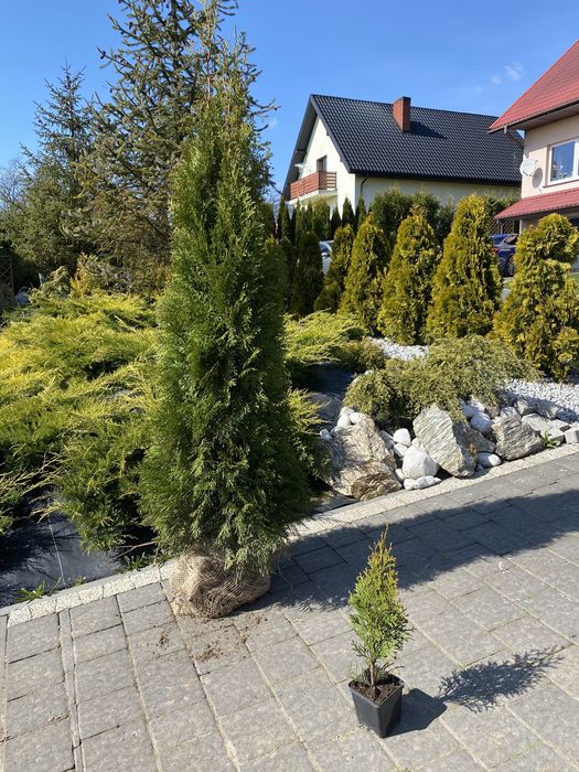 TUJA SZMARAGD 140-150cm Producent!DOSTAWA!Sadzenie! 120/130/160 thuje