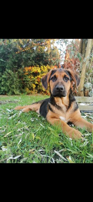 Domek dla Psiaczków