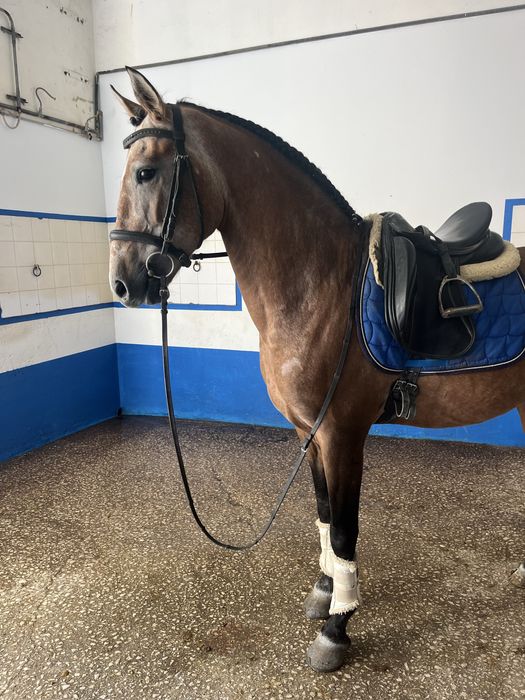 Poldro lusitano 5 anos 1,62m