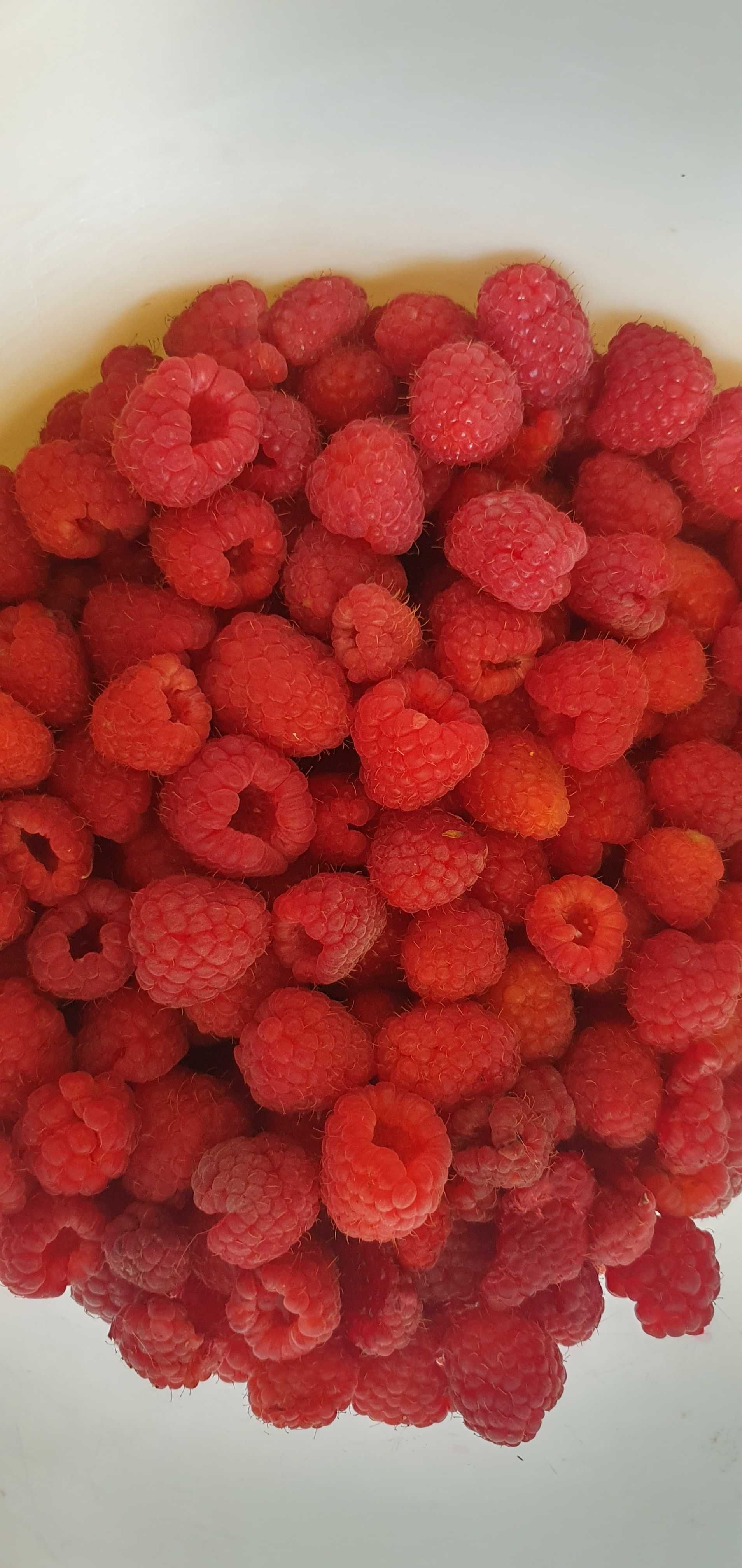 Maliny ekologiczne na sok, świeżo rwane