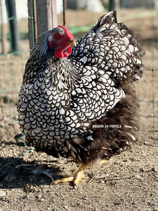 WYANDOTTE PRATA / SILVER AZUL LACEADO - EXCELENTE GENÉTICA