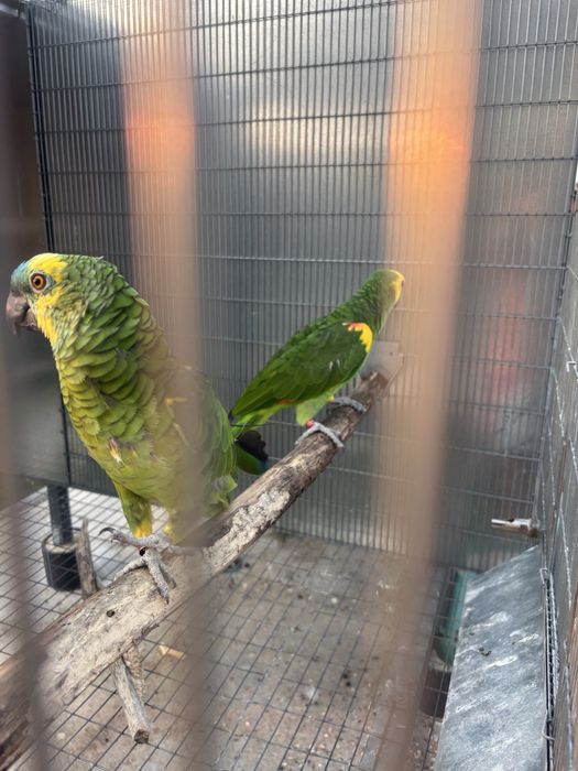 Papagaios amazonas astiva xanthopirix
