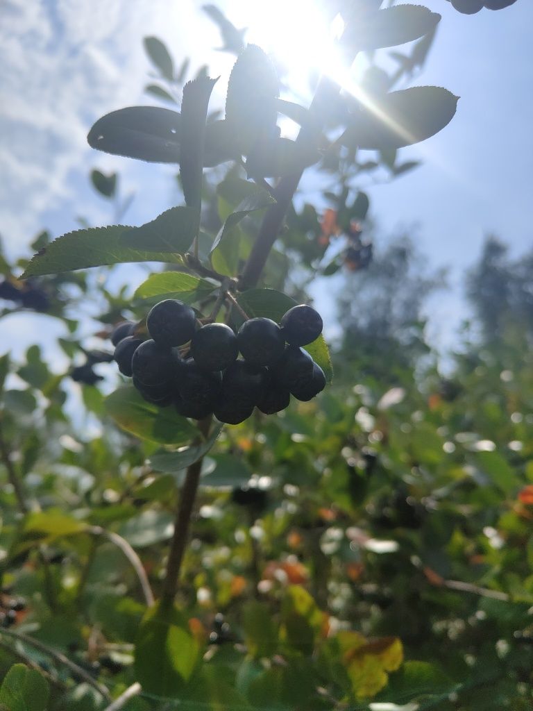 Aronia ekologiczna