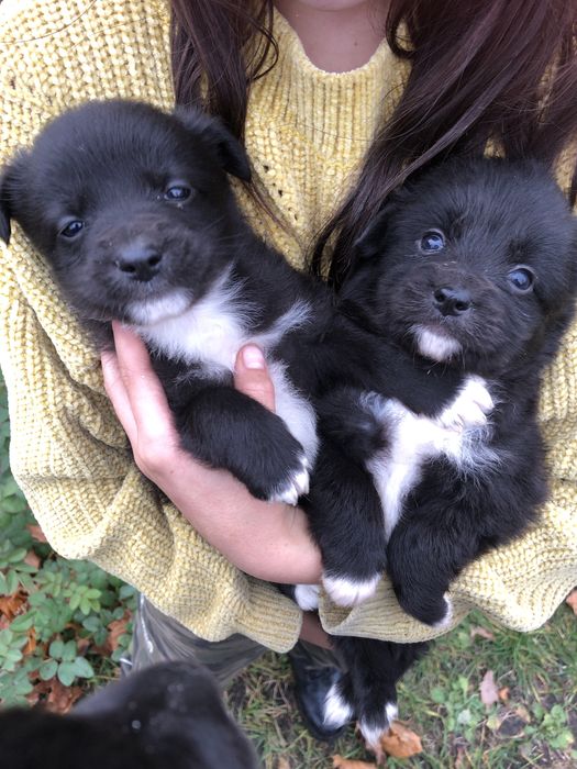 Віддам щеняток в добрі руки