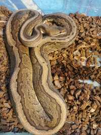Wąż zbożowy, samiec