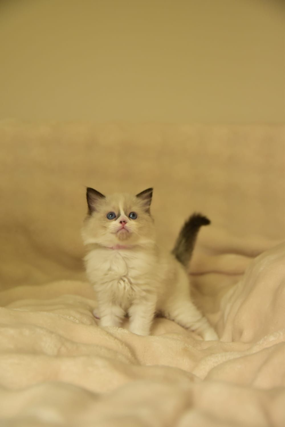 Ragdoll dziewczynka