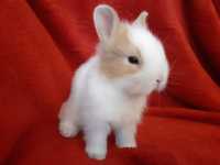 królik miniaturka króliki miniaturki króliki karzełki