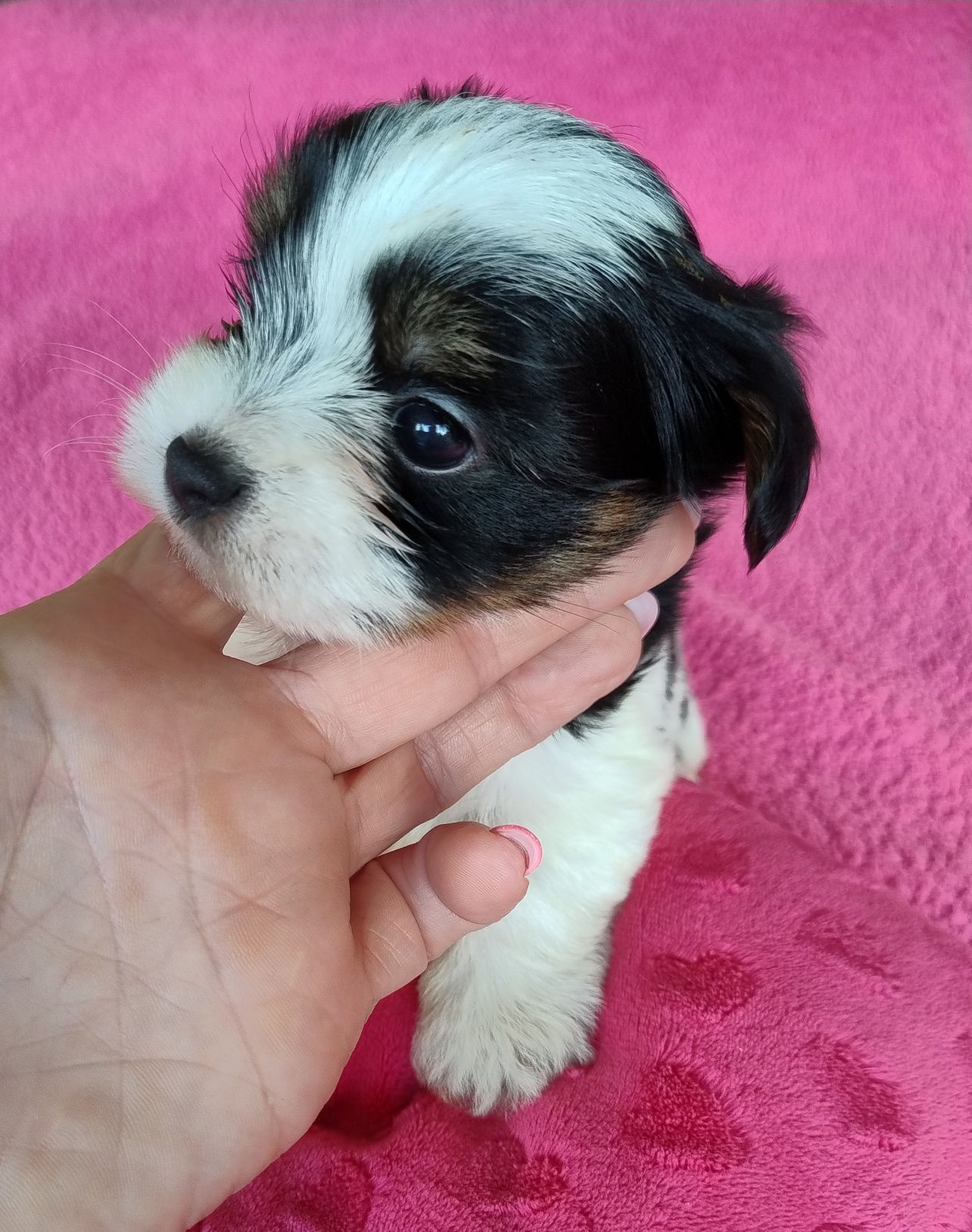 Yorkshire terrier biewer
