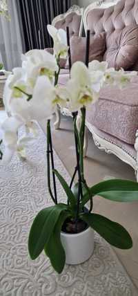 Орхидея цветущая белая