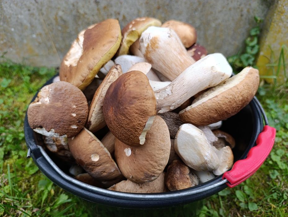 Grzyby świeże i suszone różne