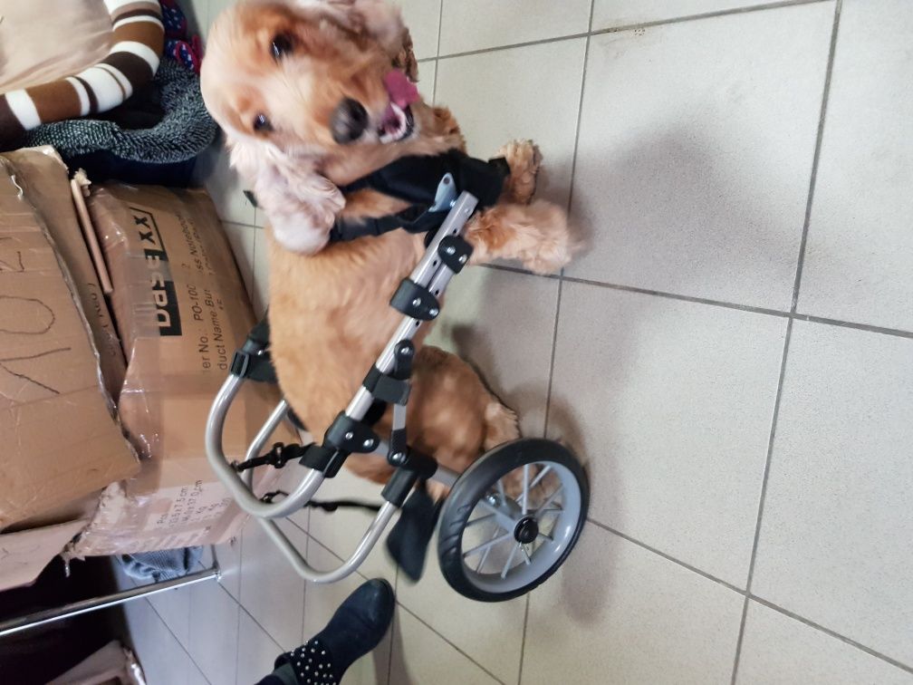 Wózek dla psa wózki psów inwalidzkie NOWE