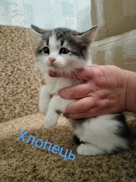 Кошенята в гарні руки