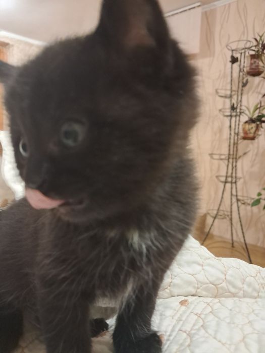 Віддам кошенят в добрі руки