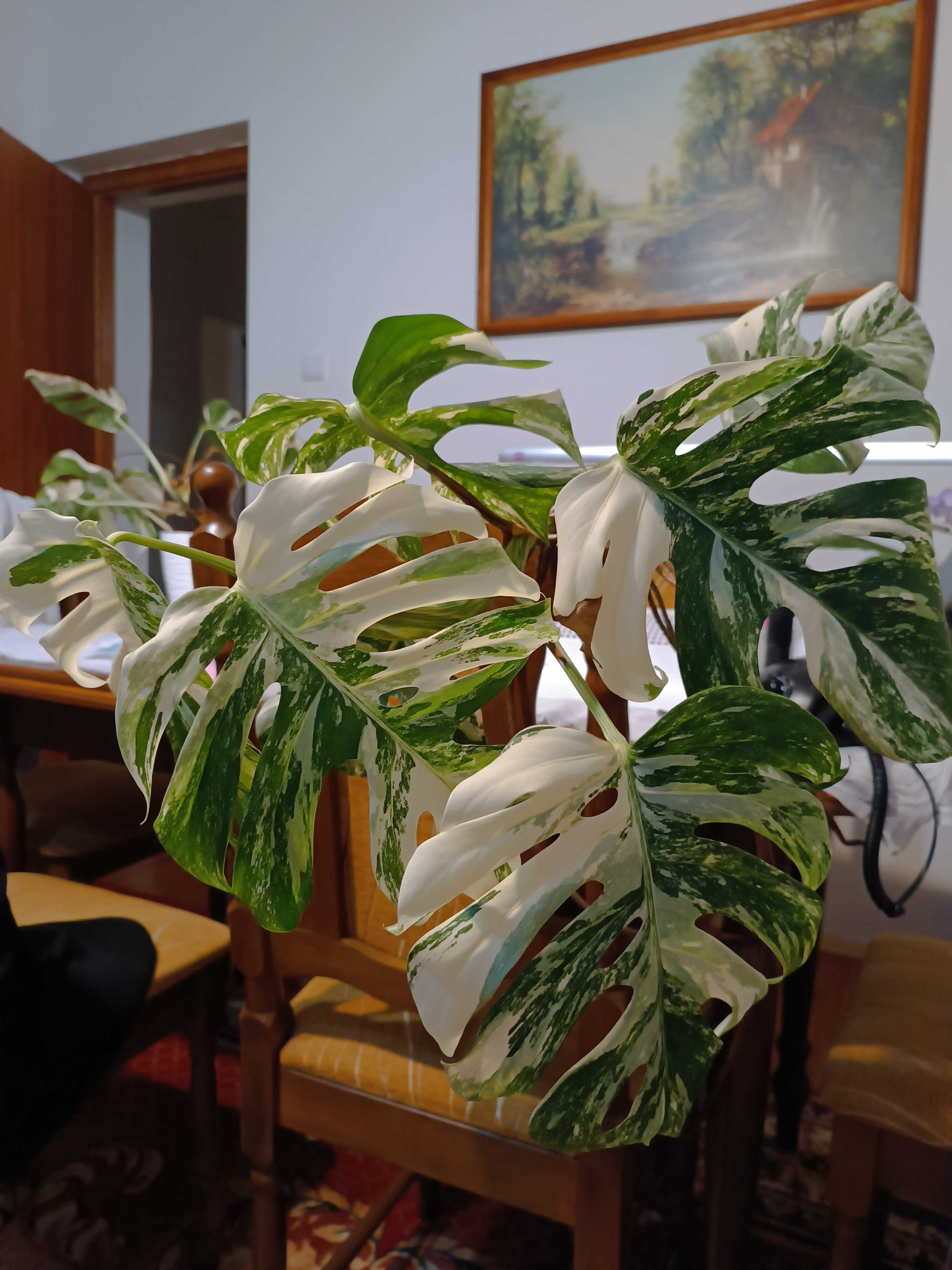 Monstera variegata