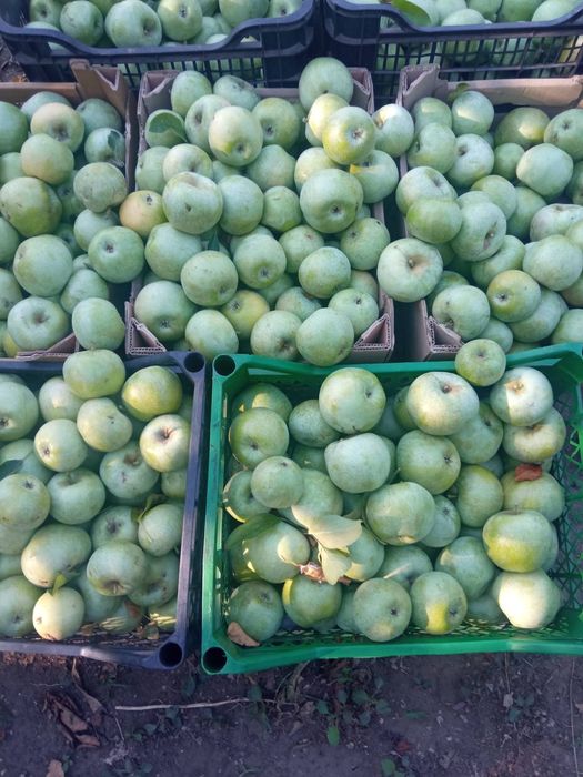 Яблоки семеренка домашние