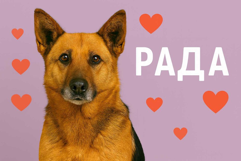 Вівчарка в добрі руки (дівчинка, лагідна, вакцинована, не на ланцюг)