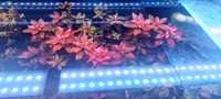 Rotala super red