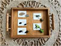 Ciclo de Vida - Sapo - Montessori