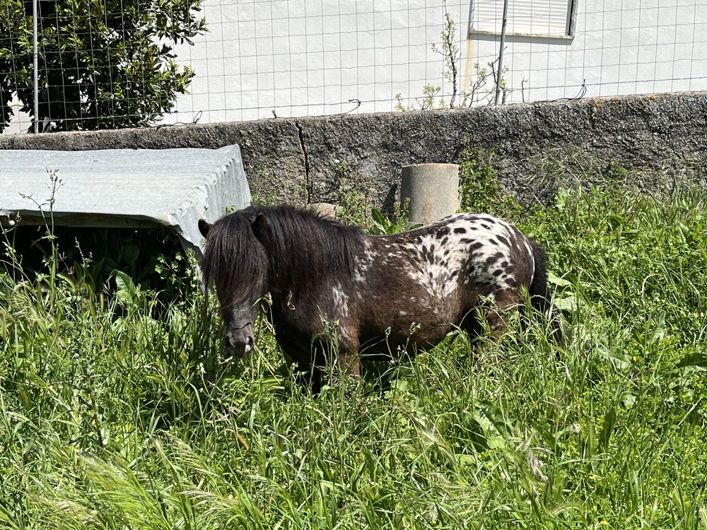 Lindissimo ponei apallosa