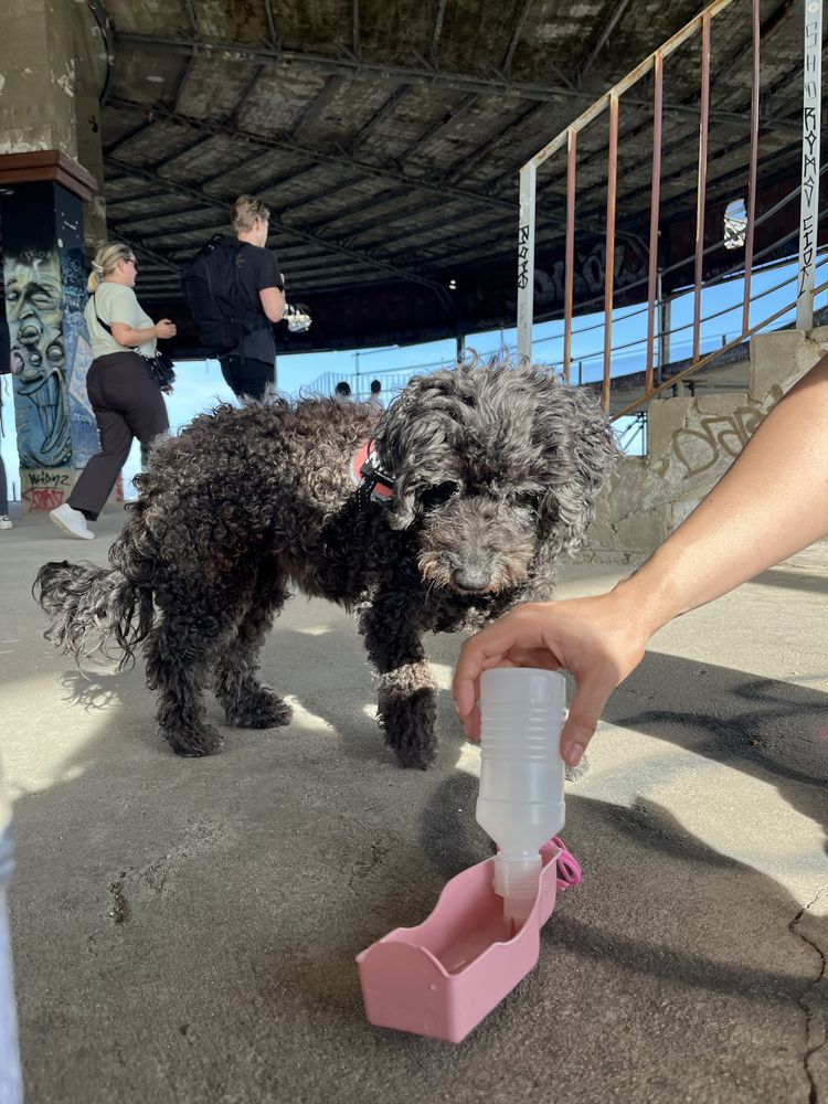 Pet Sitter e Dog Walker/Cuidadora de Animais (Lisboa)