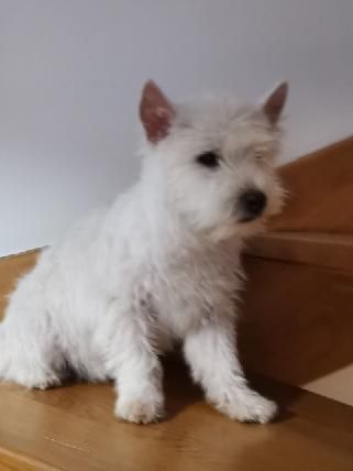 6 miesieczny piesek rasy West highland white terrier