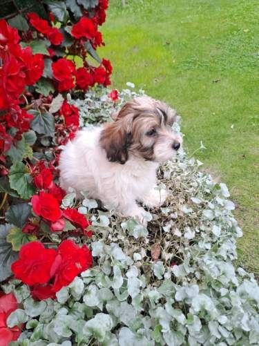 Szczeniaczek suczka z możliwością wyjazdu za granicę