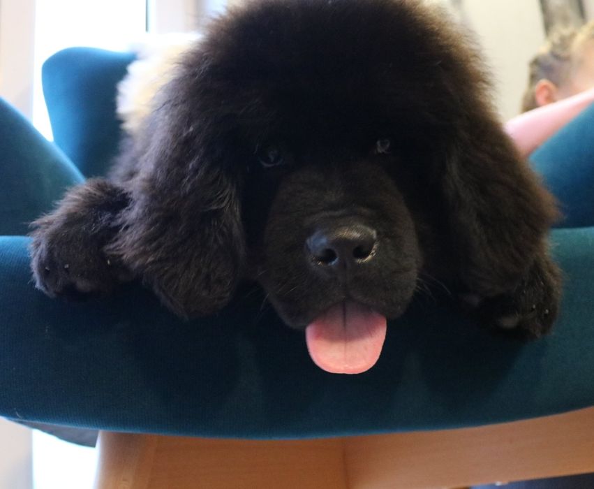 Nowofundland FCI ZKWP