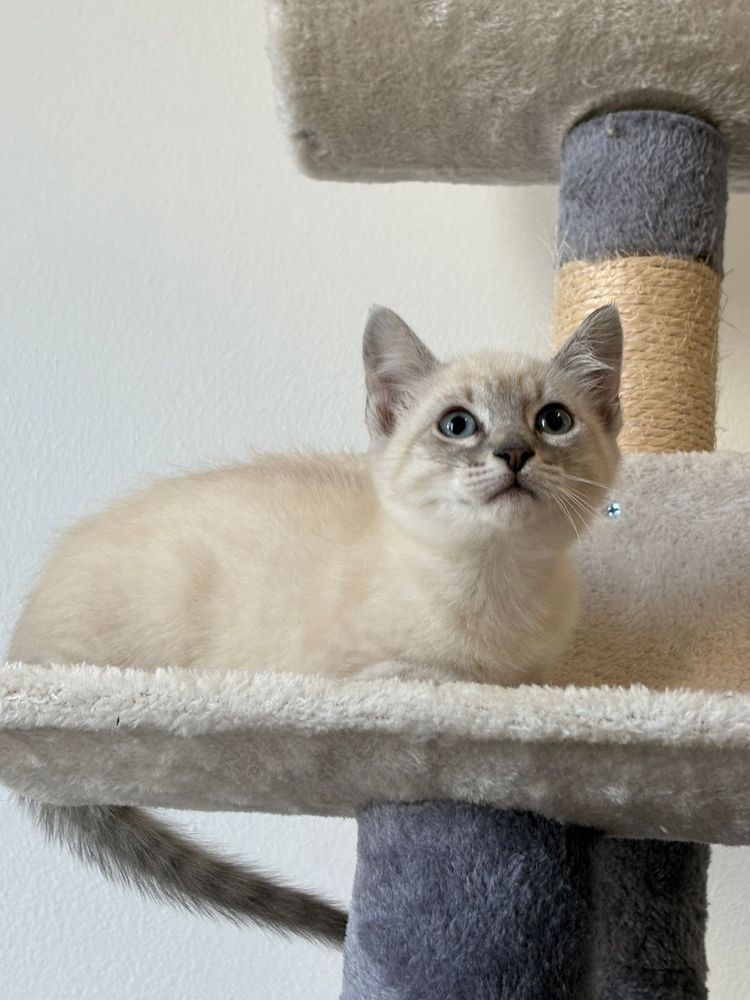 Gatinho siamês para adoção