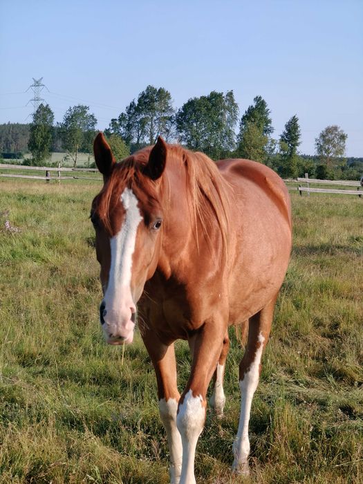 Klacz malowana dwa lata