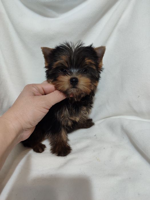 Йоркширський тер'єр.Міні дівчинка