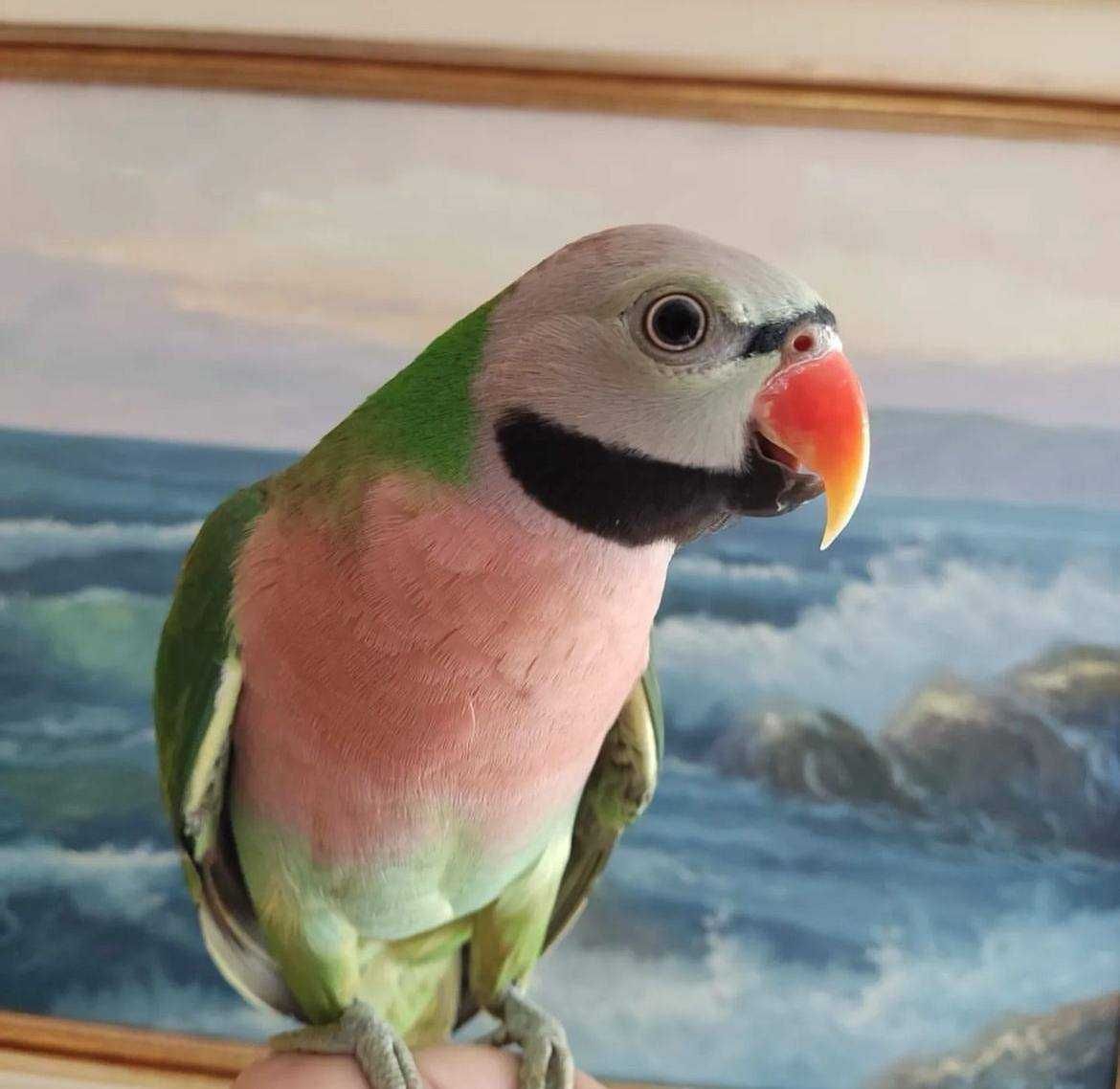 Рожевогрудий кільчастий папуга