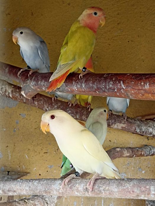 Nierozłączki czerwonoczelne 2025