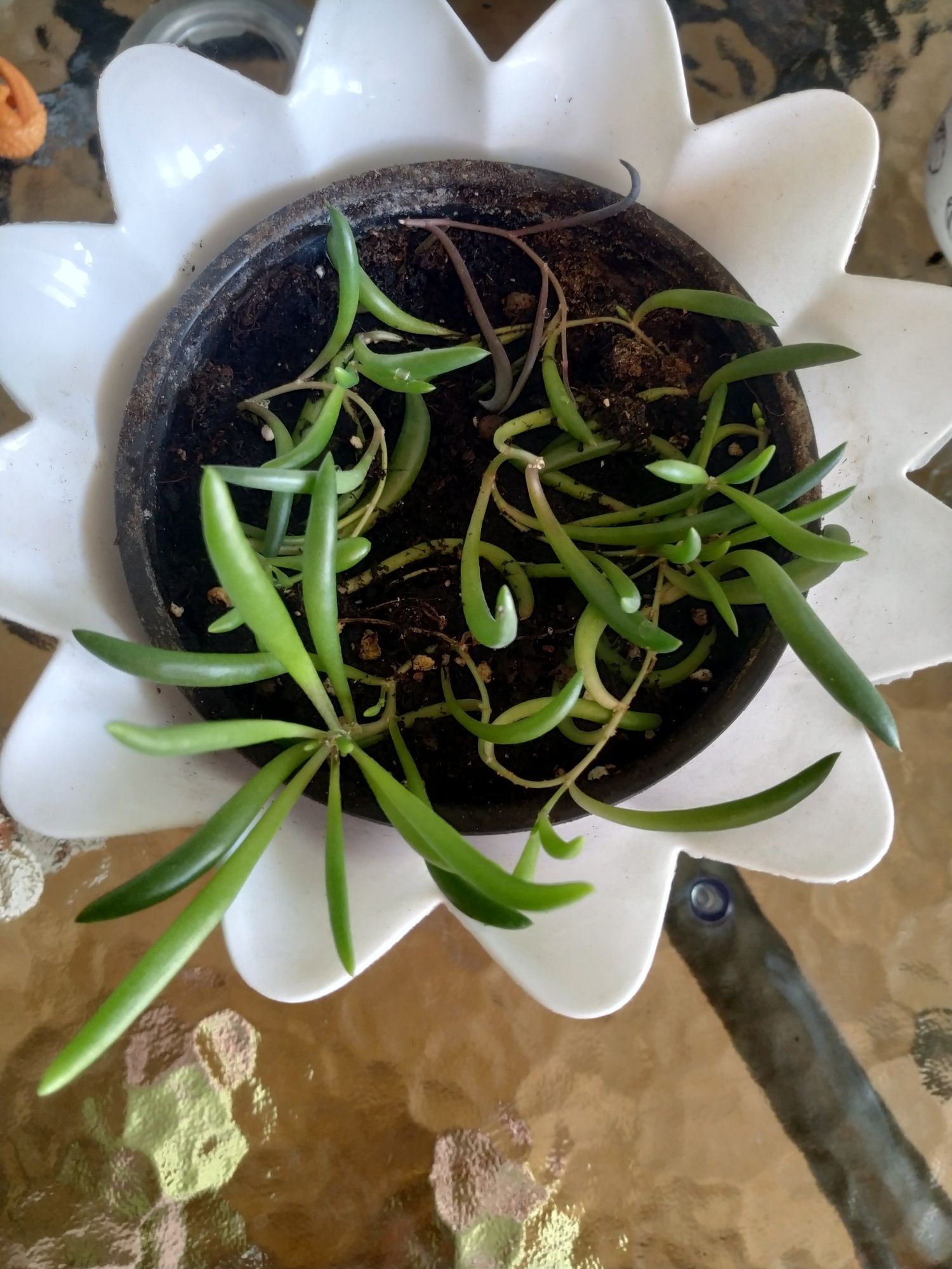 SENECIO OTHONNA / Starzec Purple Flash – fioletowe łodygi