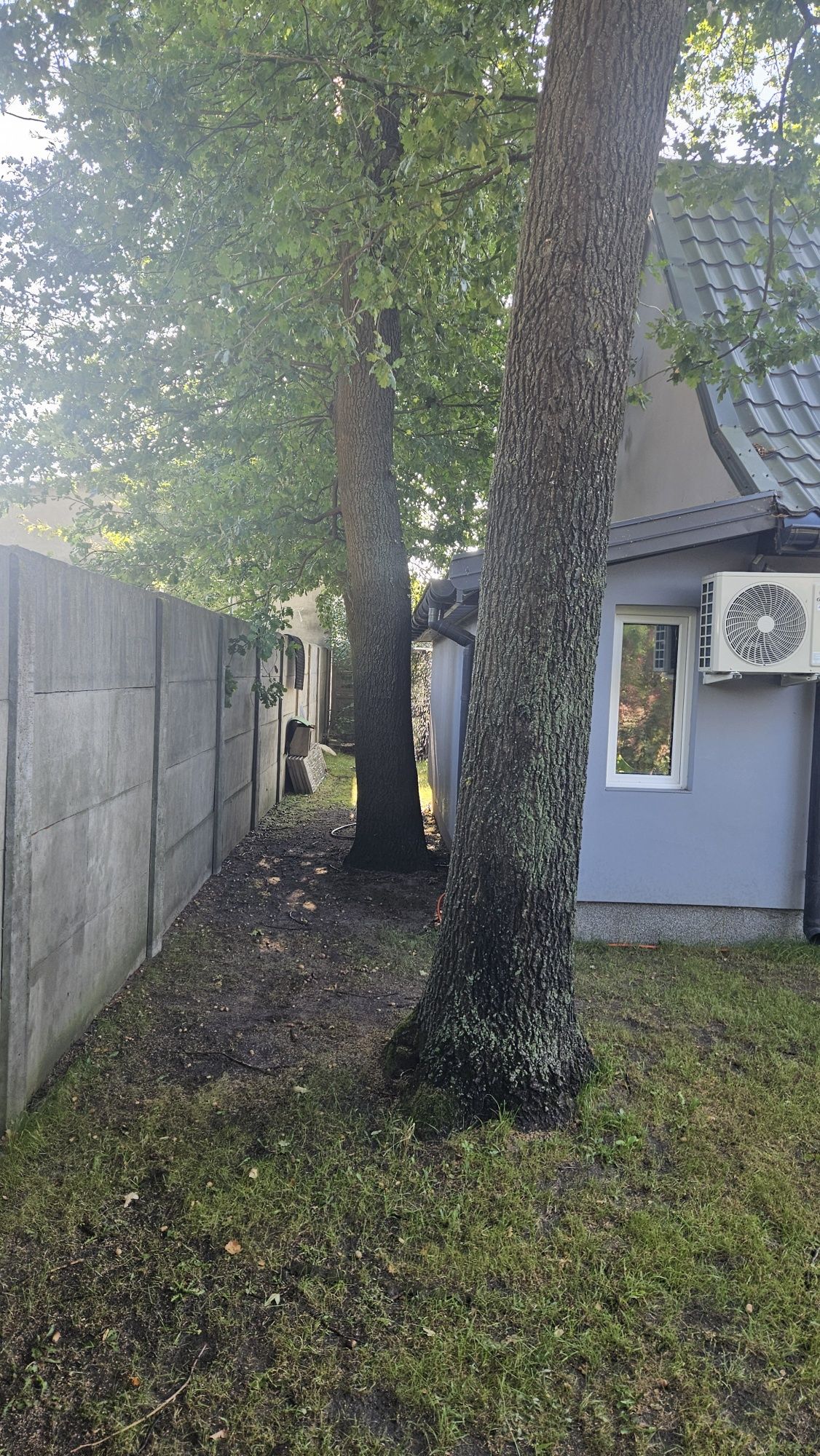Sprzedam 3 dęby wycinka we własnym zakresie