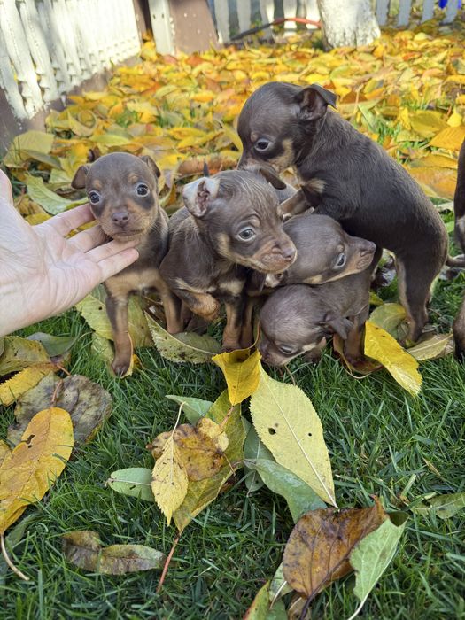 Продам міні Тойчики