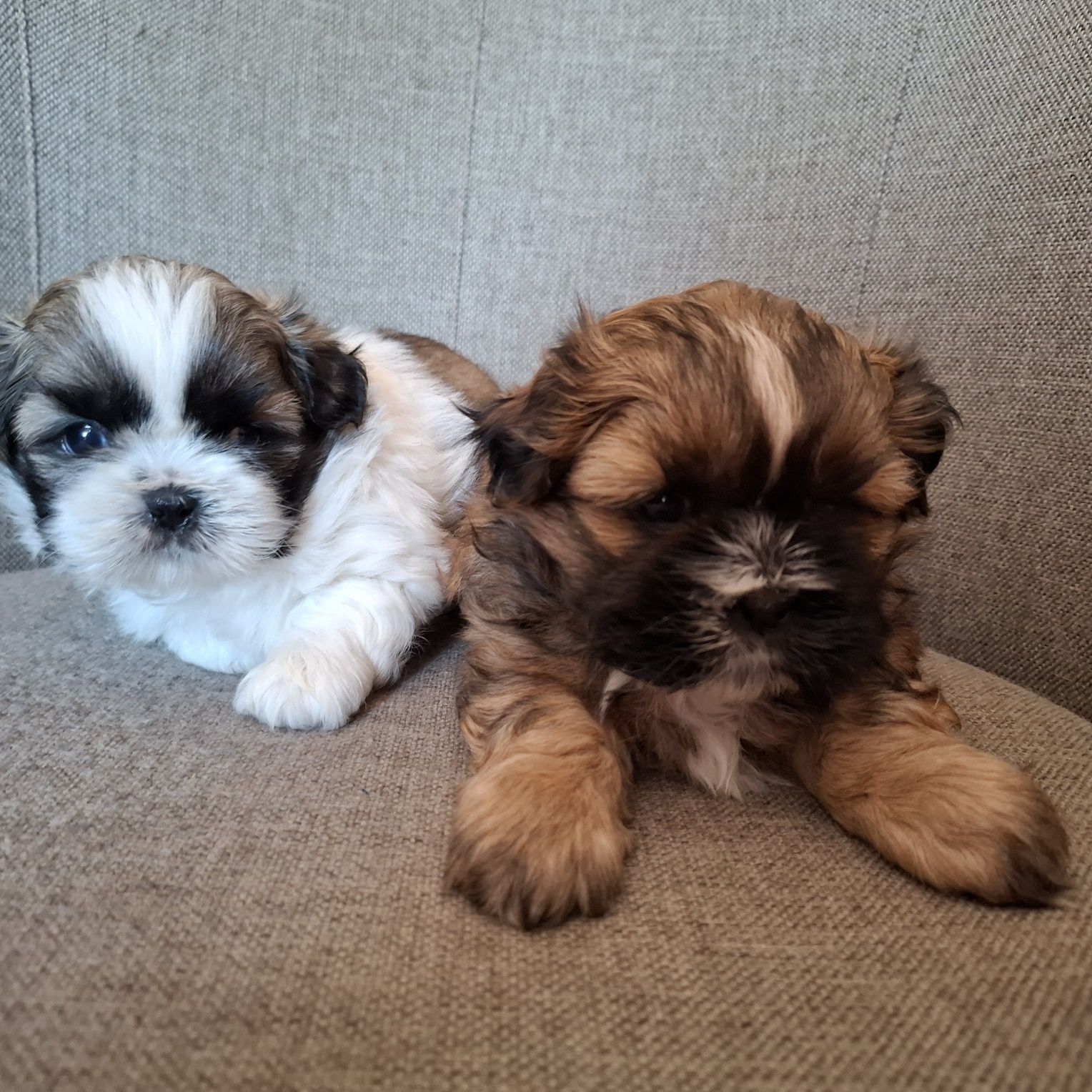 Piękny piesek shih tzu do odbioru koniec lipca same chłopaki dostępne