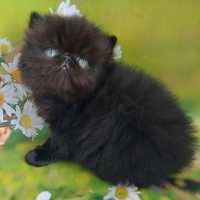 Чорне кошеня персидський хлопчик